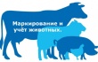 О порядке и правилах учета животных, в том числе домашней птицы, содержащейся в личных подсобных хозяйствах граждан
