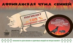 Африканская чума свиней (АЧС)