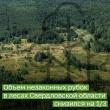 Космические спутники и беспилотники помогли сократить незаконную вырубку леса на Среднем Урале на 34%