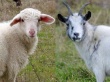 О профилактике распространения оспы овец и коз