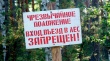 О введении режима чрезвычайной ситуации в лесах  на территории Камышловского муниципального района