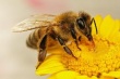 Информация для пчеловодов и владельцев пасек о предстоящих обработках пестицидами