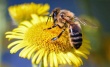 Информация: пчёлы Пестициды и Агрохимикаты