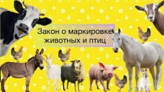 Памятка по маркировке животных