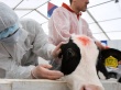«Инфекционные заболевания крупного рогатого скота»