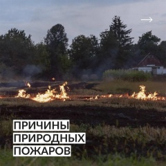 Лес не прощает ошибок. Разбираем главные причины пожаров